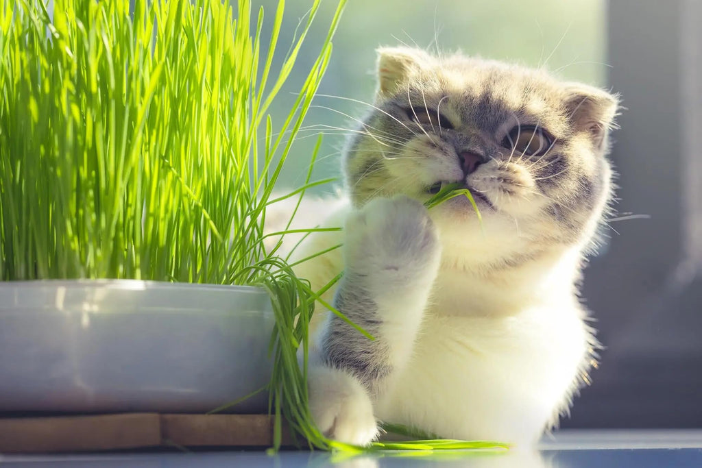 Organic Cat Grass Mix 4 Quarts O52563