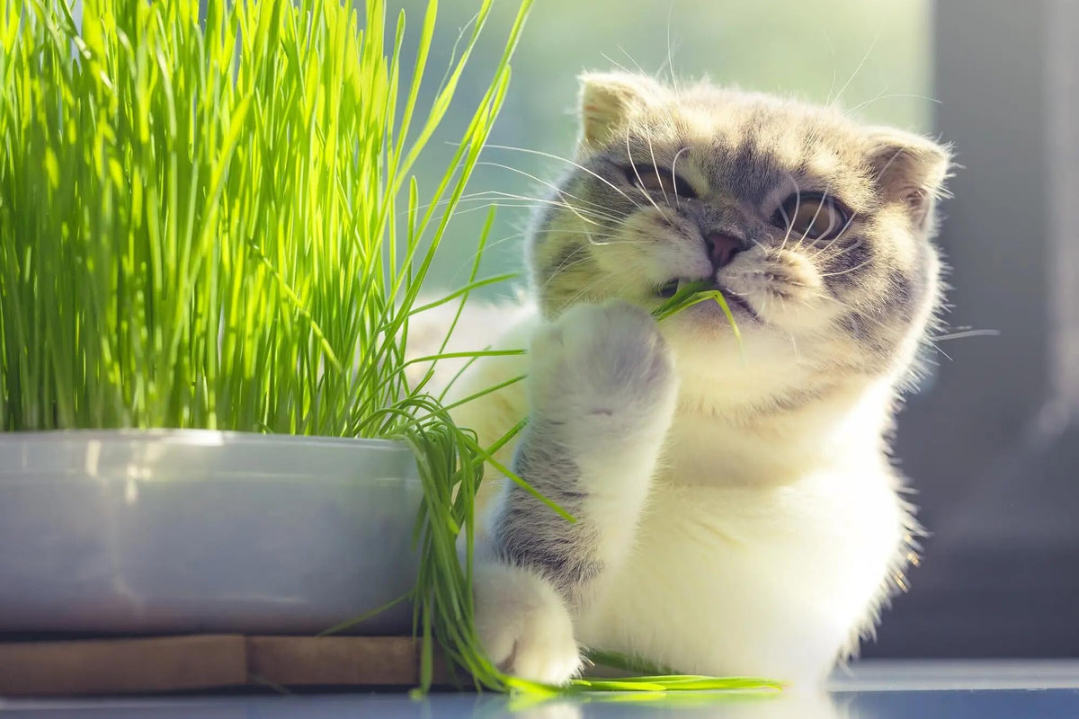 Organic Cat Grass Mix 4 Quarts O52563